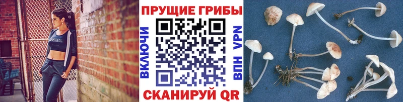 хочу   Сорск  Галлюциногенные грибы MAGIC MUSHROOMS 